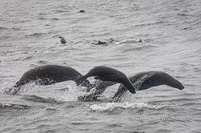 Synchronized Sea Lions photo by Daniel Bianchetta