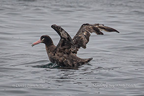 Short-tailed Albatross photo by Daniel Bianchetta