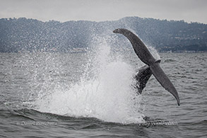 Tail-throwing Humpback Whale photo by Daniel Bianchetta