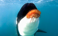 Orca with Sea Nettle