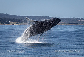 Breaching Humpback Whale photo by daniel bianchetta