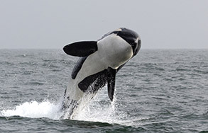Breaching Killer Whale photo by daniel bianchetta