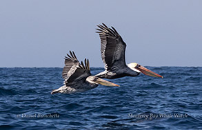Brown Pelicans photo by daniel bianchetta