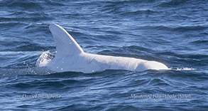 Casper the white Risso's Dolphin photo by daniel bianchetta