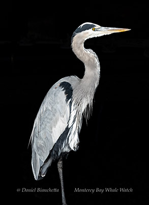 Great Blue Heron photo by daniel bianchetta