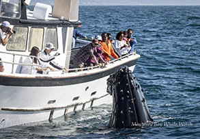 Humpback Whale next to boat photo by daniel bianchetta