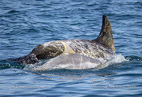 Mother and calf Risso's Dolphins photo by daniel bianchetta