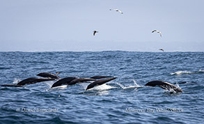 Northern Right Whale Dolphins porpoising photo by daniel bianchetta