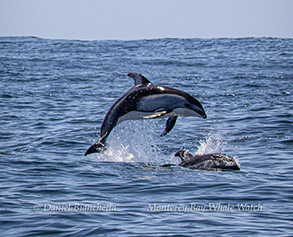 Leaping Pacific White-sided Dolphin photo by daniel bianchetta