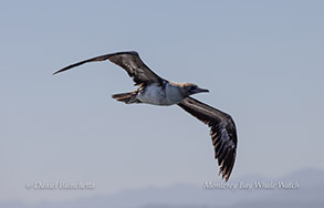 Red-footed Booby (rare) photo by daniel bianchetta