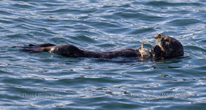 Sea Otter eating a Crab photo by daniel bianchetta