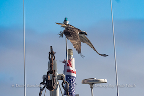 Osprey photo by daniel bianchetta