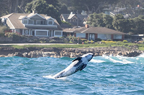 Breaching Risso's Dolphin photo by daniel bianchetta