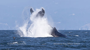 Humpback Whale Fallon tail lobbing photo by daniel bianchetta