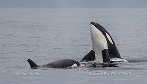Killer Whale spyhopping while sharing Sea Lion carcass with another Killer Whale photo by daniel bianchetta