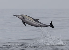 Leaping Common Dolphin photo by daniel bianchetta