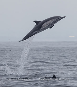Leaping Long-beaked Common Dolphin photo by daniel bianchetta