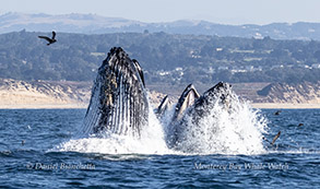 Lunge-feeding Humpback Whales (Note anchovies) photo by daniel bianchetta