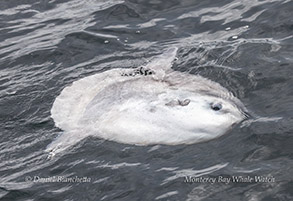 Mola Mola (Ocean Sunfish)  photo by daniel bianchetta