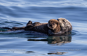 Mother and pup Sea Otters photo by daniel bianchetta