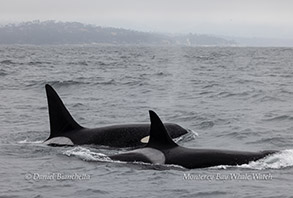 Orcas (Killer Whales) CA136 and CA179 photo by daniel bianchetta