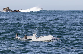Risso's Dolphins Casper and friends photo by daniel bianchetta