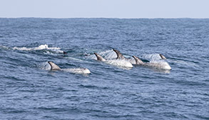 Risso's Dolphin calf with fetal folds photo by daniel bianchetta
