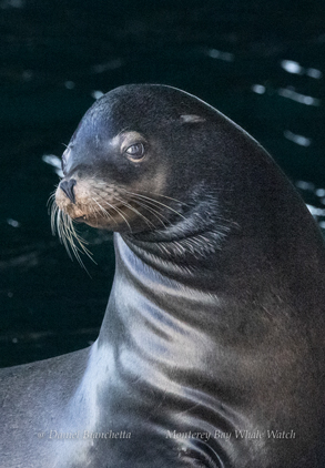 Mother and pup Sea Lion photo by daniel bianchetta