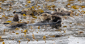 Sea Otters in kelp photo by daniel bianchetta