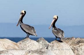 Brown Pelicans photo by daniel bianchetta