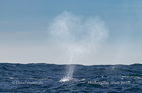 Gray Whale heart-shaped blow photo by daniel bianchetta