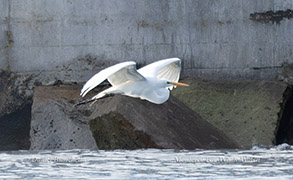 Great Egret photo by daniel bianchetta