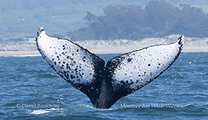 Humpback Whale Graybo photo ID by daniel bianchetta