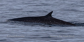 Juvenile Fin Whale photo by Daniel Bianchetta