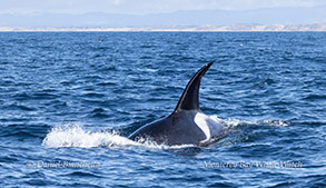 Killer Whale (Orca) photo by daniel bianchetta