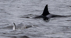 Killer Whale CA140 Emma with one of her offspring photo by Daniel Bianchetta