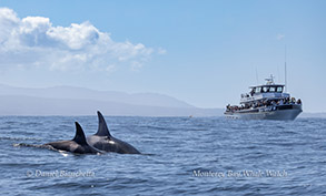 Killer Whales and Sea Wolf II photo by daniel bianchetta