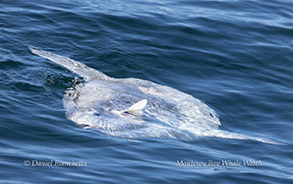Mola Mola (Ocean Sunfish)  photo by daniel bianchetta
