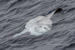 Mola Mola (Ocean Sunfish) photo by Daniel Bianchetta