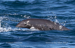 Northern Right Whale Dolphin calf photo by Daniel Bianchetta