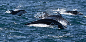 Pacific White-sided Dolphins (with dorsal fins) and Northern Right Whale Dolphins photo by Daniel Bianchetta