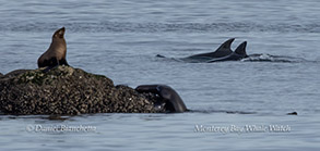 Sea Lion and Bottlenose Dolphins photo by daniel bianchetta