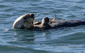 Southern Sea Otter eating a crab photo by Daniel Bianchetta