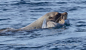 Steller Sea Lion with Bat Ray photo by daniel bianchetta