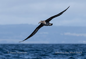 Black-footed Albatross in flight photo by Daniel Bianchetta