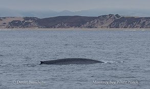 Blue Whale photo by Daniel Bianchetta