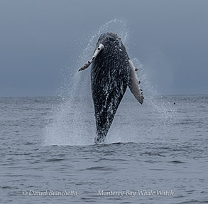 Breaching Humpback Whale photo by Daniel Bianchetta