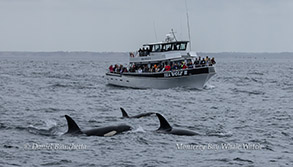 Killer Whales near the Sea Wolf II (Orcas) photo by Daniel Bianchetta