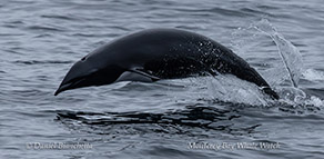 Northern Right Whale Dolphin photo by Daniel Bianchetta