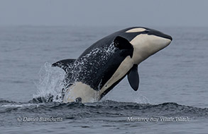Orca (Killer Whale) calf breaching photo by Daniel Bianchetta